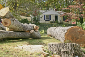 Tree Service